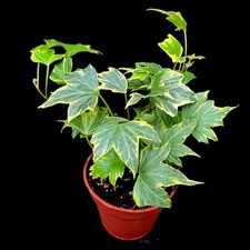 Variegated trailing ivy for sale  LEIGH