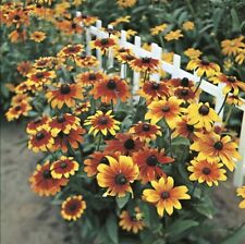 Rudbeckia hirta rustic for sale  NOTTINGHAM