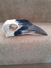 animal bones for sale animal bones for sale SAXMUNDHAM