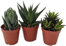 Plants different haworthia for sale  Wadsworth