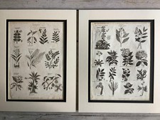 Antique 1800 botanical for sale  RAMSGATE
