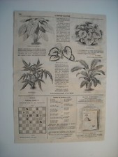 Gravure 1865. feuillages d'occasion  Laxou