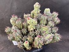 Euphorbia horrida monster usato  Massafra