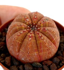 Euphorbia obesa palla usato  Napoli