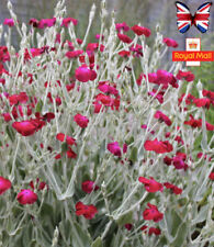Lychnis coronaria blood for sale  CHIGWELL