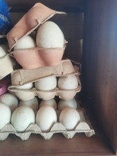 Fresh organic freerange for sale  CULLOMPTON