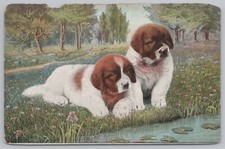 Animal bernard puppies for sale  Newton