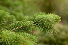 Abies nordmanniana nordmanntan gebraucht kaufen  Westerstede