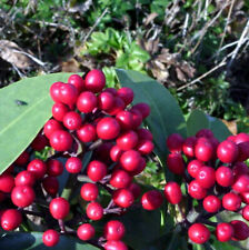 Japońska Kimmia Owocowa 30-40cm - Skimmia japonica, używany na sprzedaż  Wysyłka do Poland