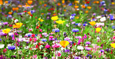 Bunte blumenwiese samen gebraucht kaufen  Würzburg