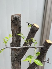 Jujube tree trimmed for sale  Baldwin Park
