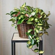 Hoya tricolor houseplant for sale  SOUTHAMPTON