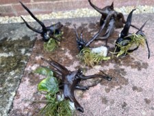 Bog wood fish for sale  WALSALL