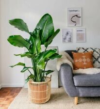 Bird paradise strelitzia for sale  BROCKENHURST