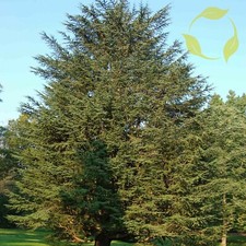 Atlas cedar cedrus for sale  Jacksonville