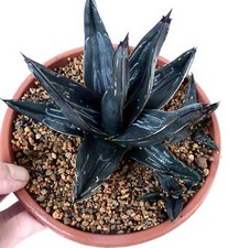 rare agave usato rare agave usato Napoli