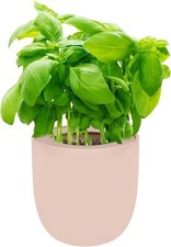 Basil hydroponic self for sale  Sacramento