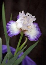 iris rhizomes for sale iris rhizomes for sale Sand Springs