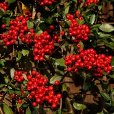 Pyracantha red column for sale Pyracantha red column for sale  UK
