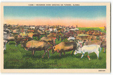 Reindeer herd grazing for sale  Sebastian