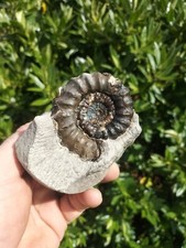 Large androgynoceras maculatum for sale  REDCAR