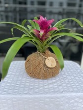 Guzmania lingulata kokedama for sale  Miami