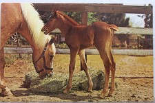 Cartão postal antigo vintage para bebê cavalos animais vista cartão postal lembrança padrão comprar usado  Enviando para Brazil