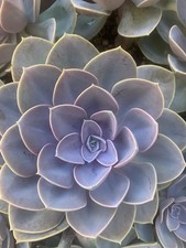 echeveria usato echeveria usato Monte San Vito