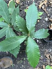 Sweet chestnut sapling for sale  NEWARK