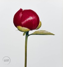 Foto de Colección Irving Penn Impresión Hari-ai-nin Peonía Grabado Bellas Artes 1980 Mat 13x14 segunda mano  Embacar hacia Mexico