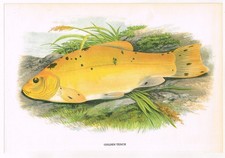 Golden tench fish for sale Golden tench fish for sale  DEREHAM