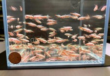 Albino cardinal tetra for sale  Royse City