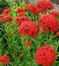 Sementes cruzadas maltesas (Lychnis chalcedonica) 50 sementes comprar usado  Enviando para Brazil