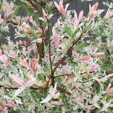 Salix hakuro nishiki for sale  LLANDYSUL