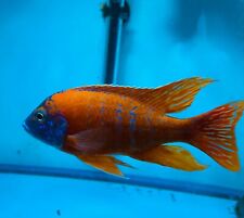 Male german ruby for sale  Garden Grove