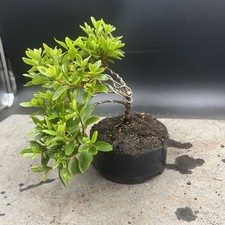 Shohin japanese azalea for sale  HULL