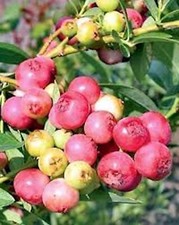 Blueberry pink lemonade for sale  Tazewell
