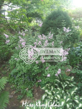 Miss kim lilac for sale  Sheridan