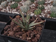 Leuchtenbergia principisrare c d'occasion  Laval
