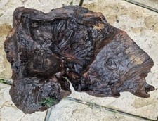 Extra large bogwood for sale  RIPLEY