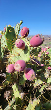 Chumbera - Tunera India Nopal Opuntia Dillenii (frutos comestibles) 200 semillas, usado segunda mano  Embacar hacia Argentina