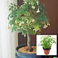 Radermachera sinica tree for sale  Saint Augustine