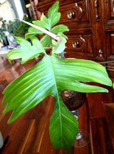 Rare philodendron ghost for sale  Glenmoore