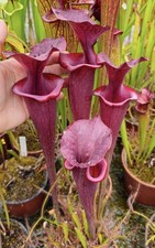 Sarracenia erythros ultra d'occasion  Sainte-Bazeille