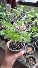 Scented pelargonium plant for sale  LLANWRDA