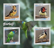Barbets birds barbet for sale  PONTYPRIDD