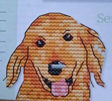 Golden labrador cross for sale  BURY ST. EDMUNDS
