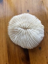 Natural white mushroom for sale  Mary Esther