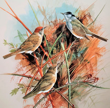 Blackcap garden warbler. for sale  NELSON