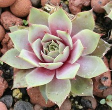 Sempervivums pick drought for sale  HUNTINGDON